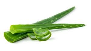 aloe 2