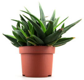 aloe vera pot