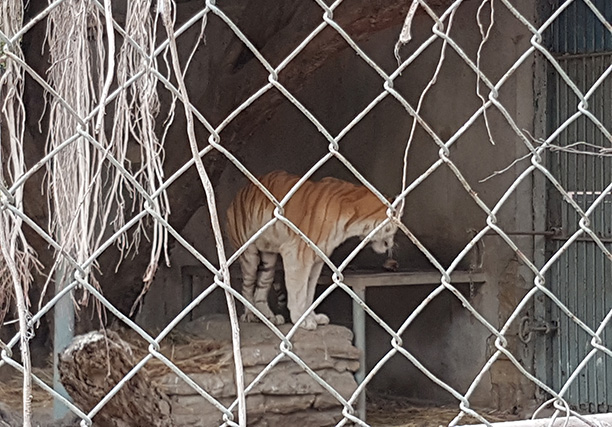 Karachi Zoo (10)