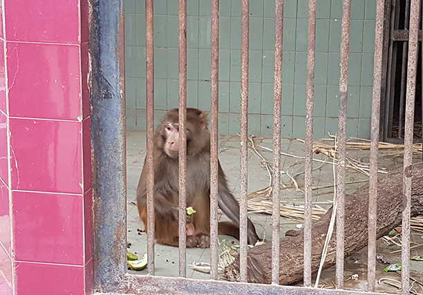 Karachi Zoo (11)