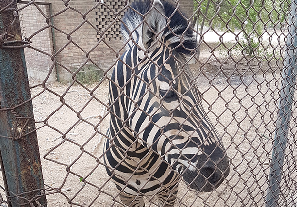 Karachi Zoo (12)