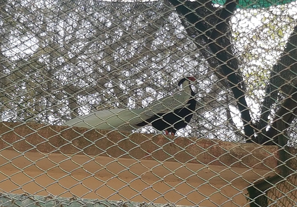 Karachi Zoo (2)