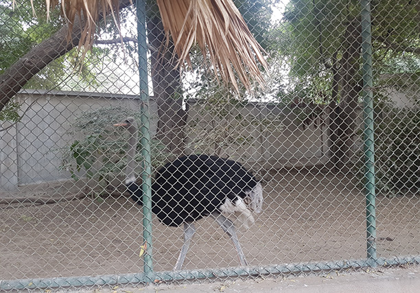 Karachi Zoo (3)