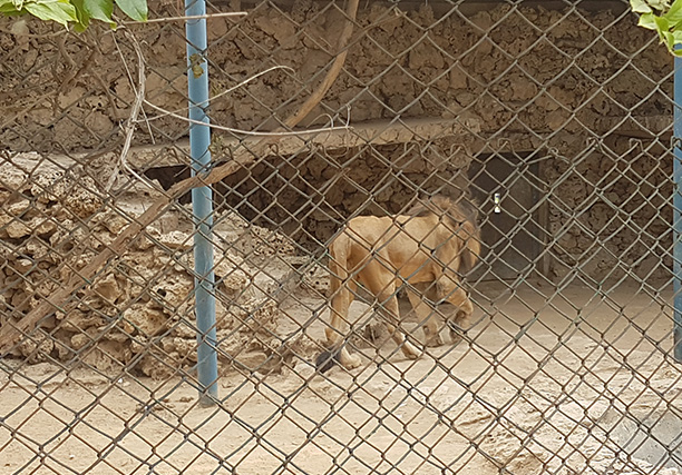 Karachi Zoo (8)