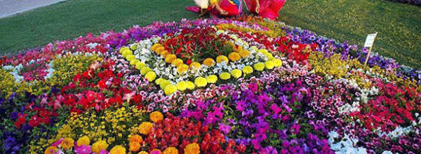 Annual Flower Show Clifton Karachi – Another Social Diary Collection