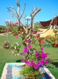 karachi flower show 2