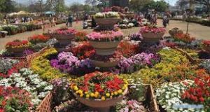 karachi flowershow 1