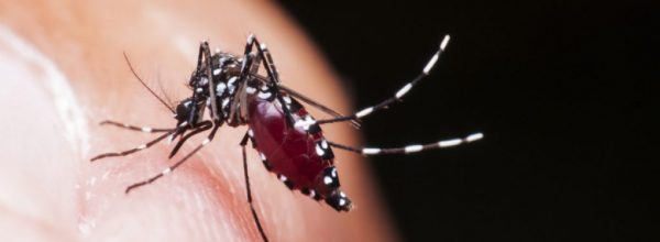 A Quick Organic Dengue Fever Fix