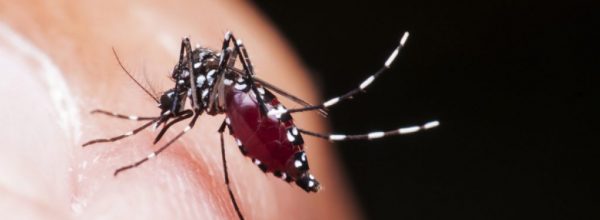 A Quick Organic Dengue Fever Fix